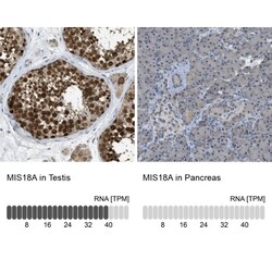 MIS18A Antibody, Novus Biologicals 0.1mL; Unlabeled:Antibodies, Polyclonal